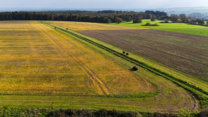 Autumn Leaves Okeford Hill Oct 2025 (9)