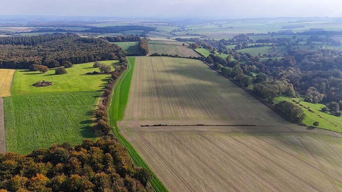 Autumn Leaves Okeford Hill Oct 2025 (6)