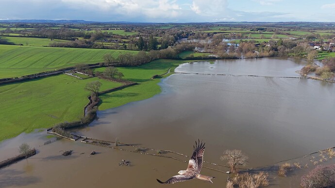 Red Kite and DJI Mini 5 Pro Jan 2026 (1)